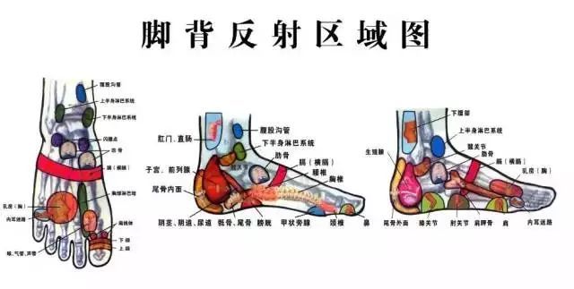 咳嗽,咽痛——按脚背● ● ●肝经起于大脚趾的大敦穴,具有调肝理气