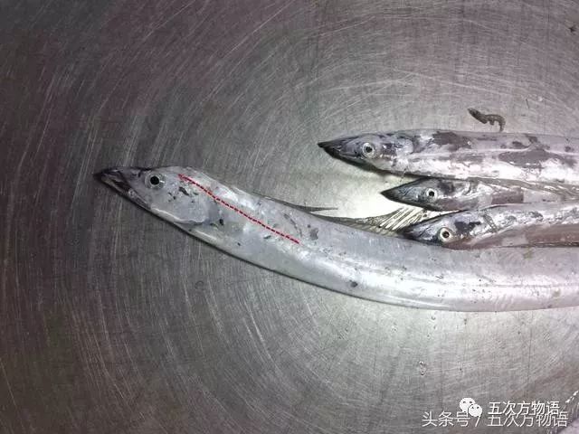 个物种,而是鲈形目带鱼科9个属44种鱼类的统称,中国沿海有窄颅带鱼属