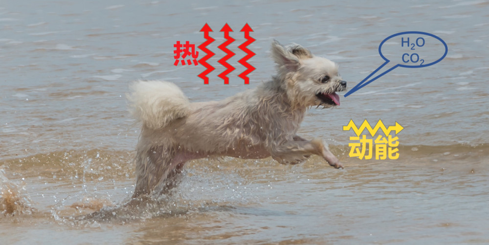 5天不饮水+暴走80公里!角马刷新动物运动单位