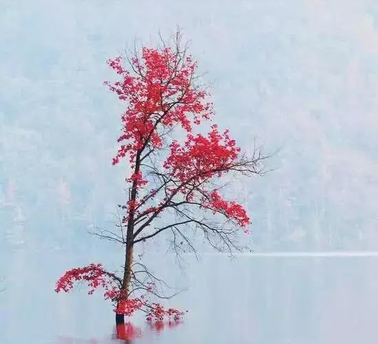 什么仙风成语_仙风剑雨录白冰岚图片(3)