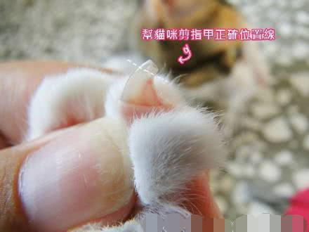 如何正确的给猫咪剪指甲?多久剪一次?