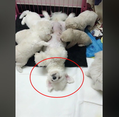 比熊妈无可时生喂奶恋的表情让人笑哭:这真的有搞笑图片视频的软件下载图片