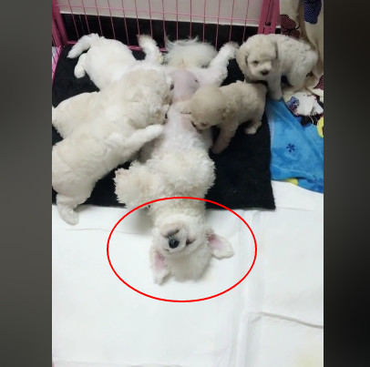 比熊妈喂奶时生无可恋的图片让人笑哭:这真的我要玫瑰花的表情表情带字全集大图片图片