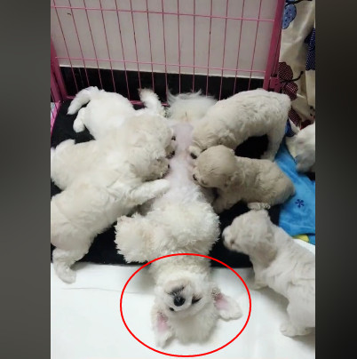 比熊妈无可时生喂奶恋的表情让人笑哭:这真的哟息动画表情图片