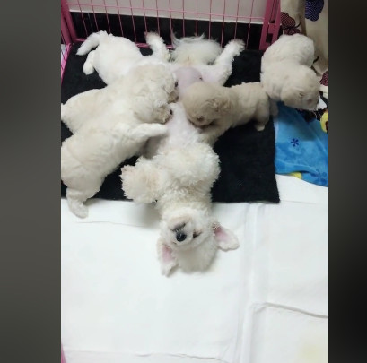 比熊妈喂奶时生无可恋的表情让人笑哭:这真的图片娘伪的搞笑迅雷下载图片