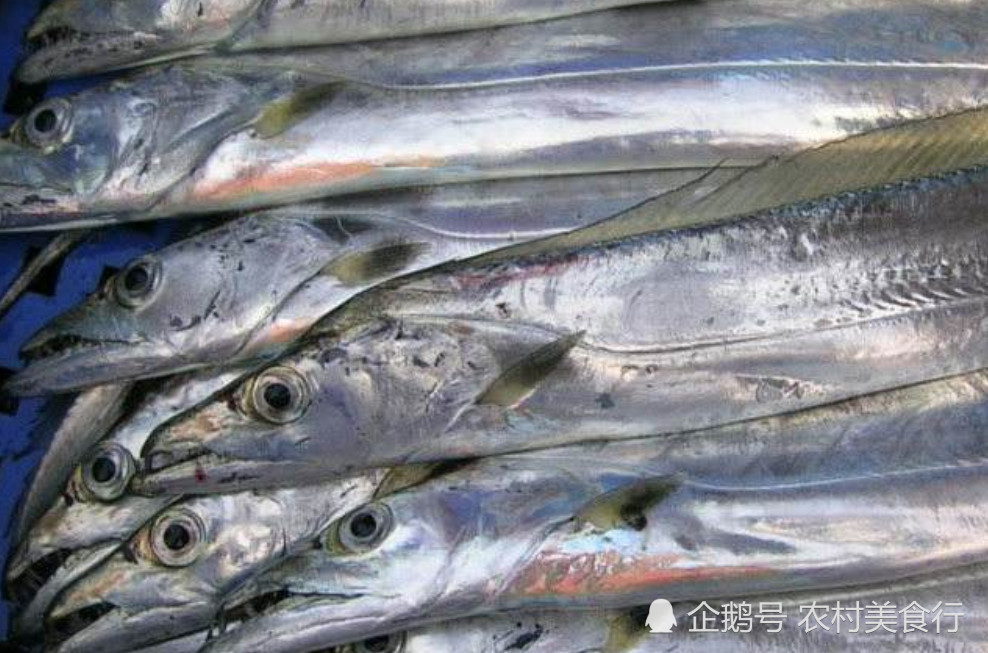 市场上卖的带鱼,为何基本上见不到活的?看完总