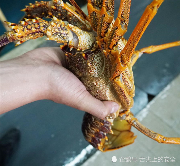 比小龙虾还大,比海龙虾还小,所以这到底是什么龙虾?