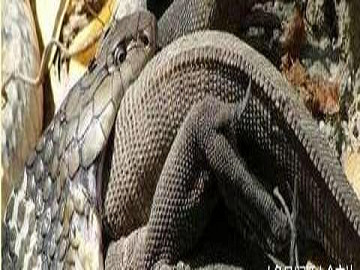 科莫多巨蜥被一蟒蛇活吞,画面惊险又刺激