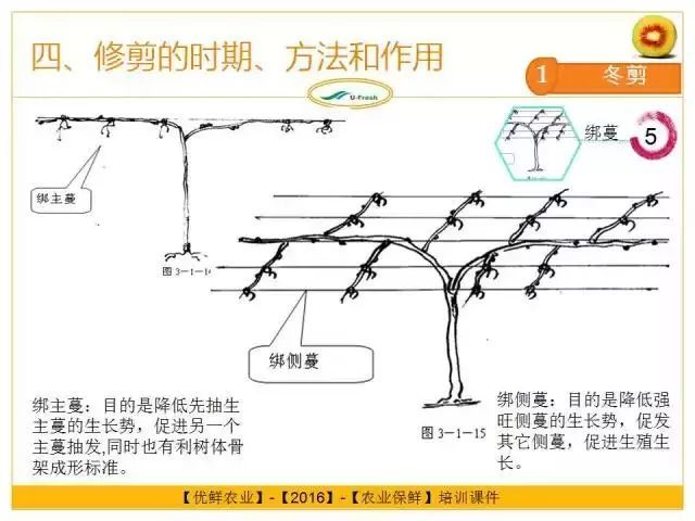 图文并茂史上最全猕猴桃整形修剪全解