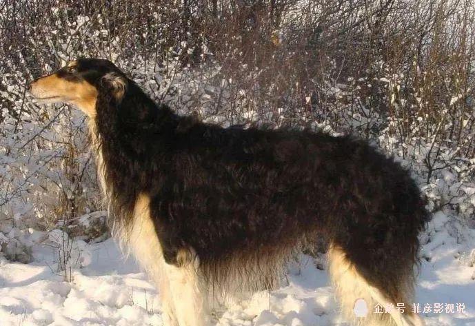 每日一宠:苏俄猎狼犬