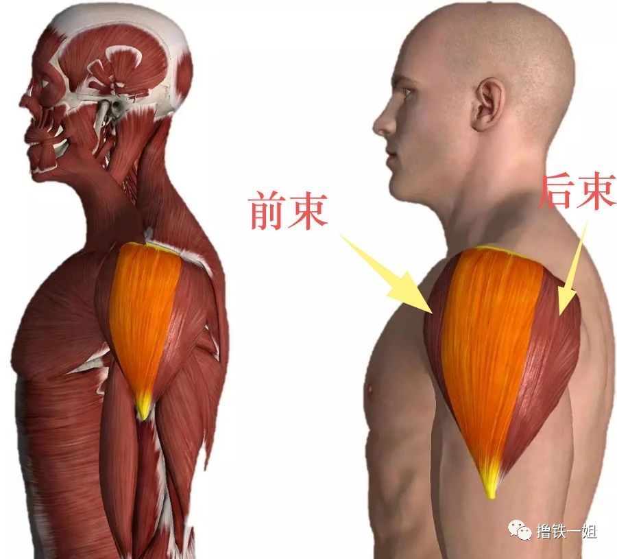 戚薇的斜方肌什么时候快赶上刘亦菲了?