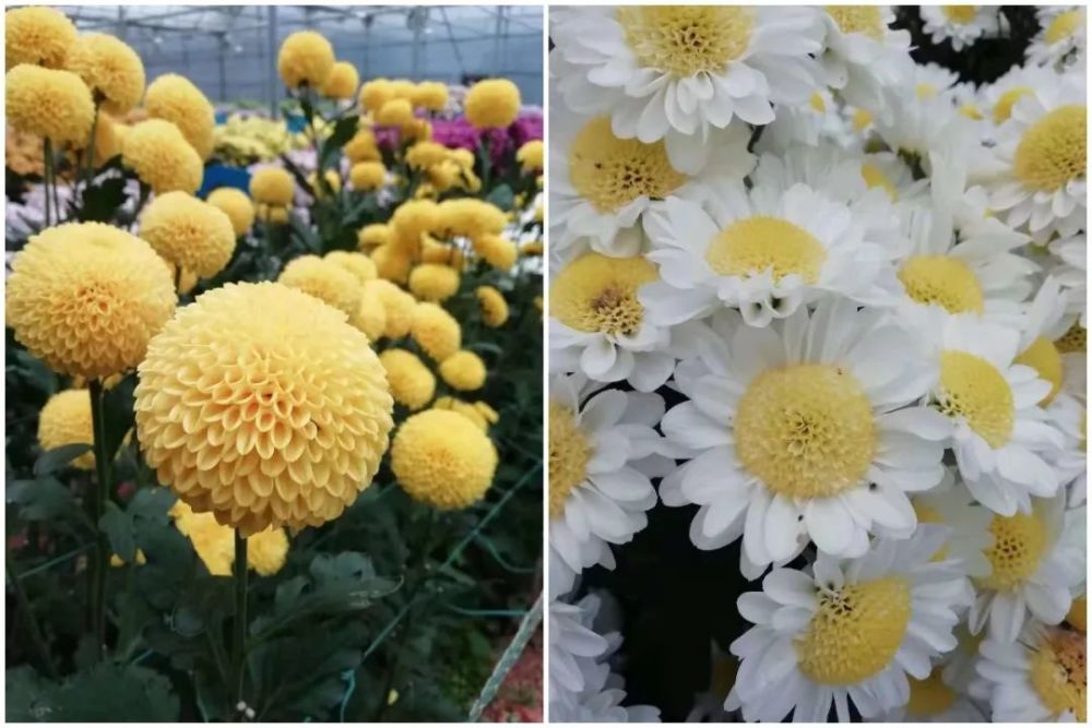 沙县这个地方近300种菊花免费看!