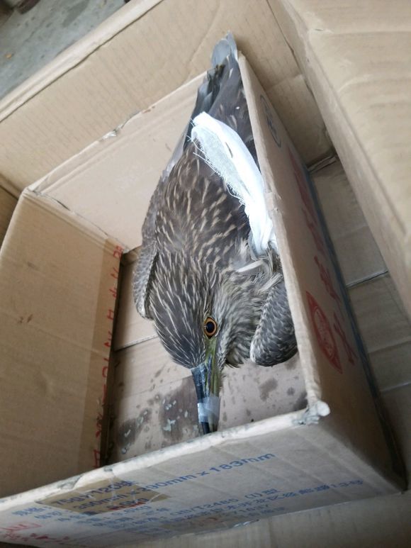 长江钓鱼,逮回来一只青鸟,凶猛爱啄人,这是什么