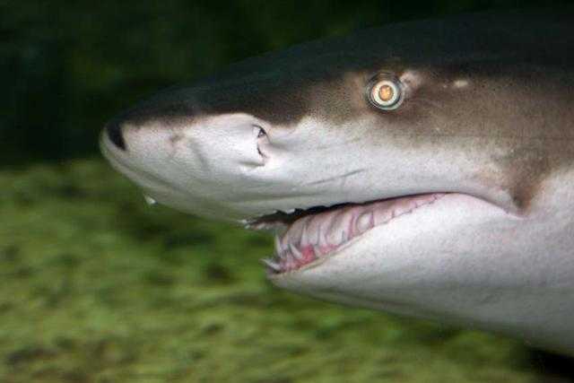 公牛鲨是一种机会主义的食肉动物捕食者.