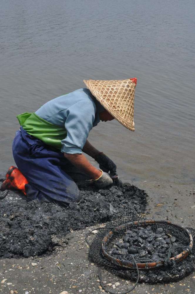 海边养殖花甲,对讨海人来说,是最大的收入来源,投入也不高