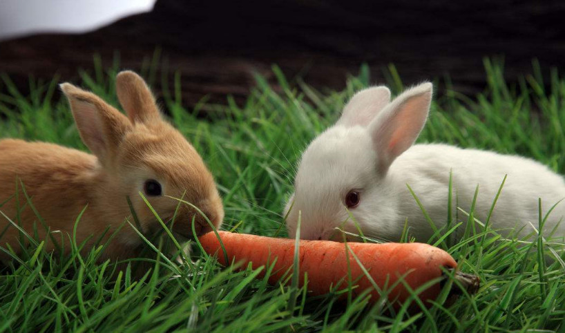 兔子喜欢吃的3种食物,第1种最常见,好吃又营养