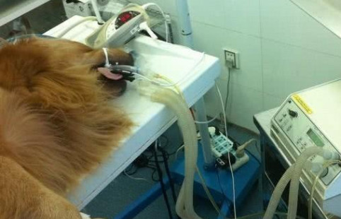 铲屎官带金毛做绝育手术,没了蛋蛋的狗狗性情