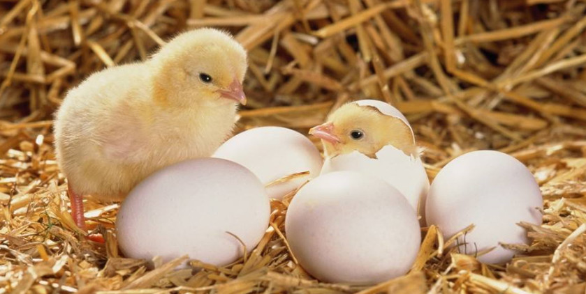 种蛋如何消毒灭菌及提高孵化率
