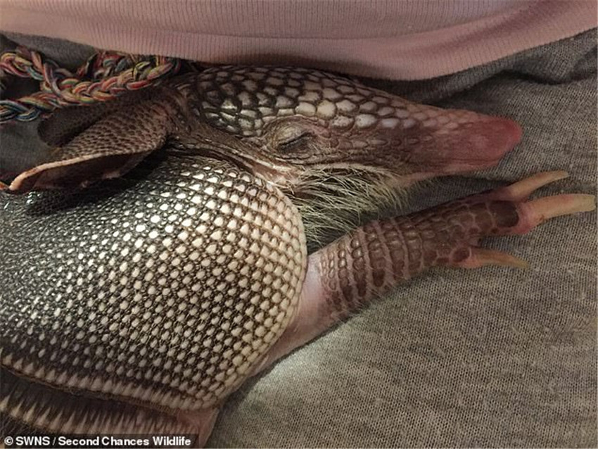 主人晒宠物洗澡照片,网友纷纷大吃一惊:这玩意