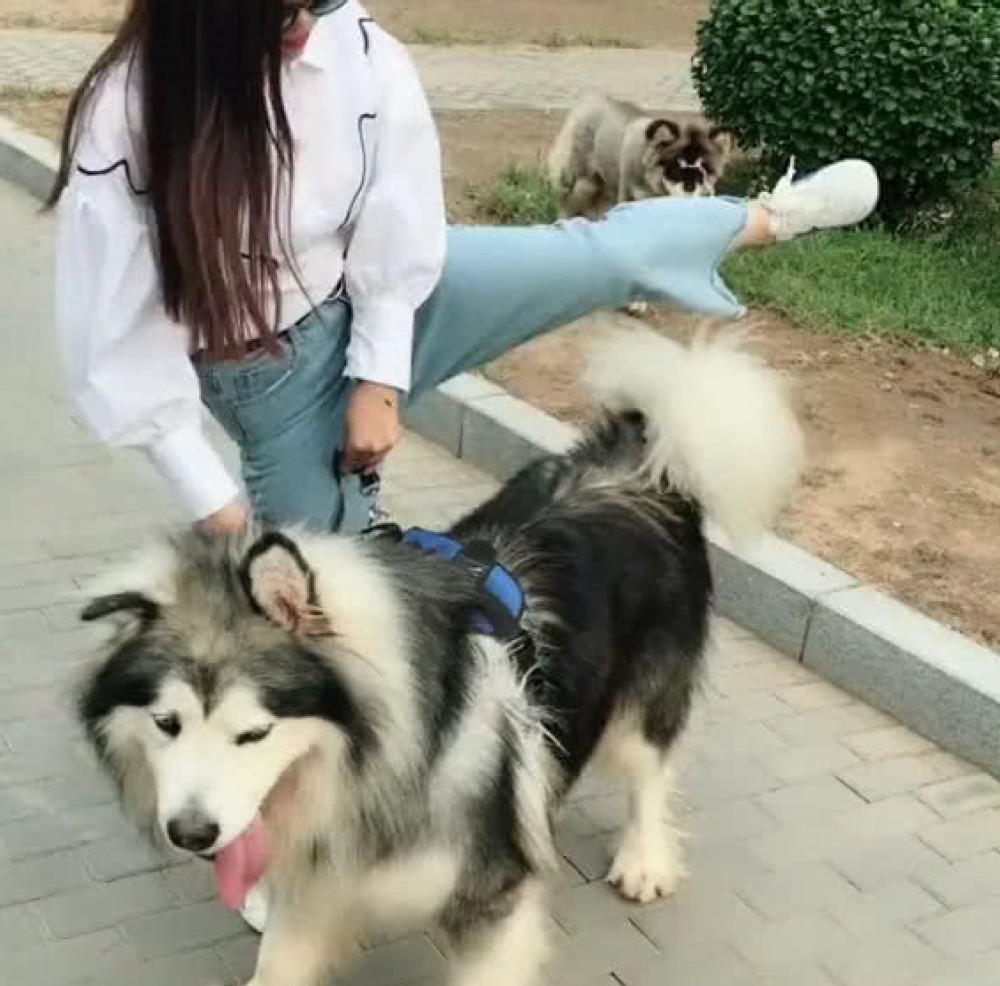 女主人遛阿拉斯加,半道上把它当成马来骑,汪:被你压死