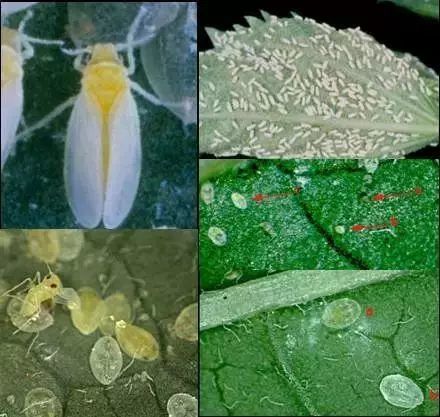 菜农最头疼问题:粉虱,蓟马,螨虫!看高手如何解决这类害虫