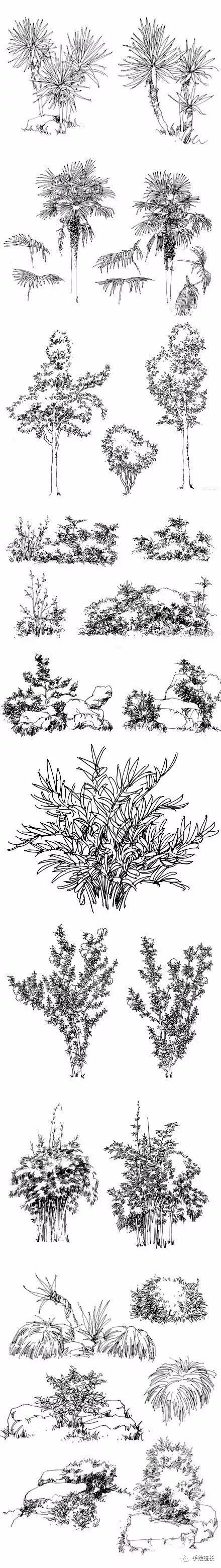 手绘资源夏克梁老师的经典植物手绘