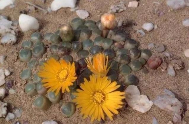 中国游客去非洲旅游,看到地上有很多玉石,导