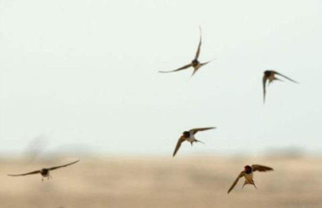 燕子往南飞猜一成语_往南飞的燕子图片