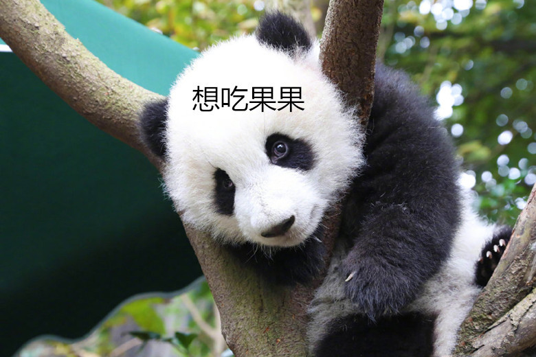 小熊猫在树上等奶妈回来,饿的肚子都扁了。熊