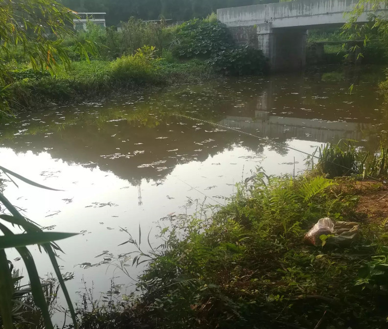 农村随意找的野塘钓鱼,半天鱼获自己都惊讶,钓