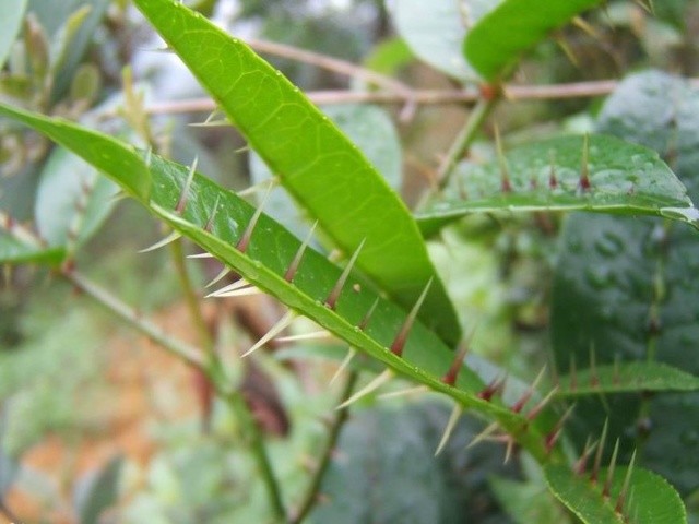 路边这植物,"叶子"上长满"刺",是不可多得的中药,能治