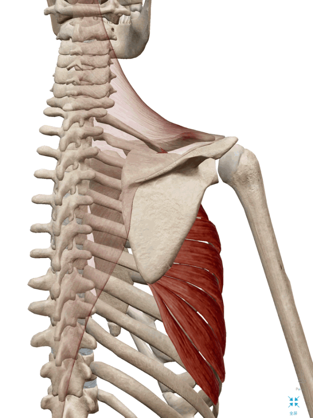 前锯肌的功能解剖|肩胛骨|肩关节