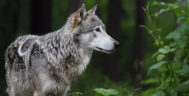 黑灰色的土狼犬和进化型大狼犬,无论是形态和习性上都更像是狗狗的