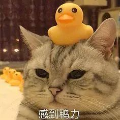 沙雕复读鸭的怼人口令_沙雕鸭怼人口令63条
