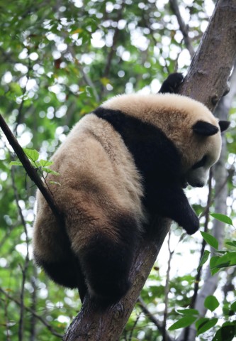 笑skr人,奶熊猫叉腿坐树杈屁屁不硌得慌 网友 为显腿长拼了