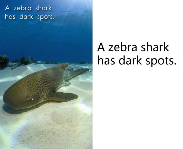 a zebra shark has dark spots. 斑马鲨(大尾虎鲛)有深色斑点.