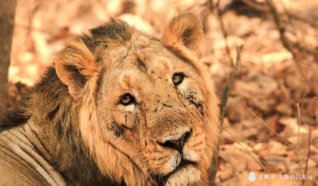 猫科动物实力排名_猫科动物大小排名图片(3)