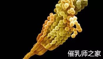 哺乳期能随便吃药吗?一篇文章告诉你该吃什么