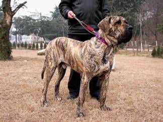 4,巴西菲勒犬(英文名:fila brasileiro)