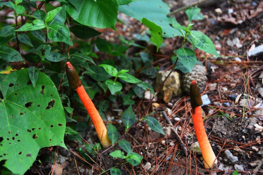 农村竹林特有的野生植物,看起来像是有毒,实际上却很
