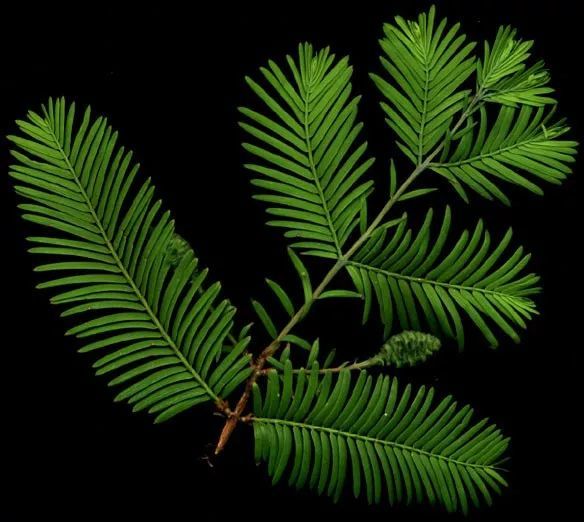 水杉:美出天际线的"活化石"植物