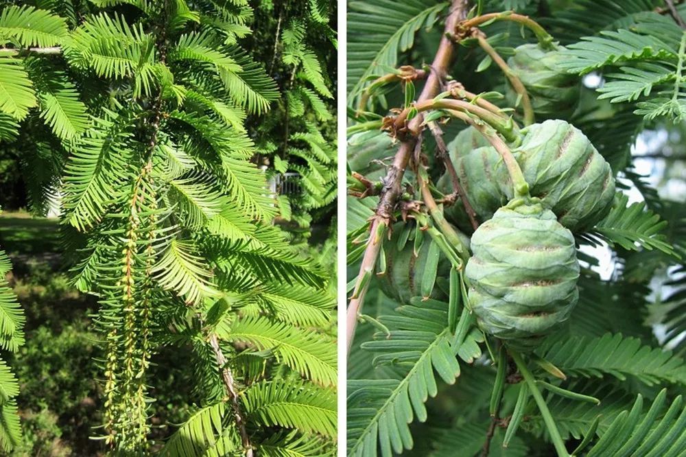 水杉:美出天际线的"活化石"植物