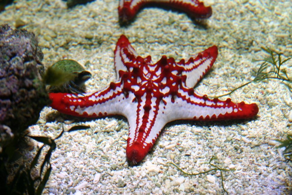 这种长得像海星的生物,最好别靠近,"海蛇尾"比海星胸