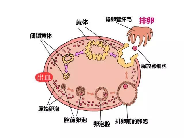 卵做好了在子宫上的种植做准备,在此后月经的后半期,进入所谓的黄体期