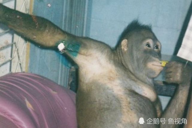 印尼一只红毛猩猩被囚禁且剃光毛发沦为当地男人的玩物