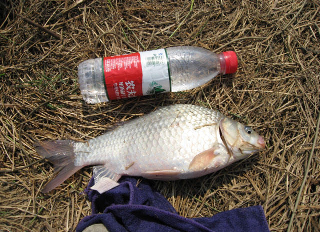 冬钓大板鲫,一半留着吃,一半放生