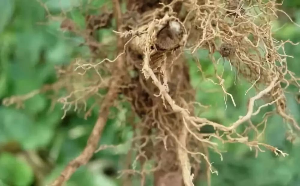 它是植物一类的寄生性线虫,会引起植物根形成根结,根腐烂等症状,并更