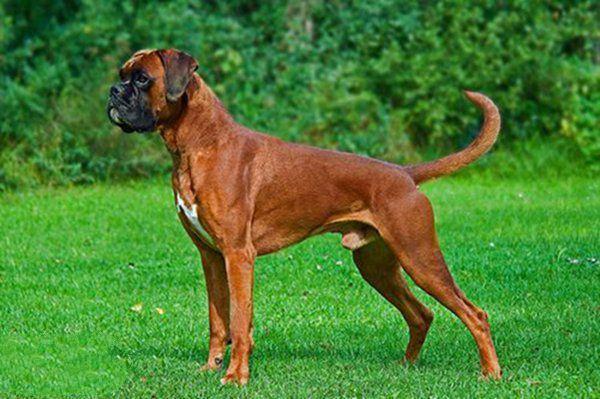 地球上10大最适合做警犬的狗品种，德牧居榜首，罗威纳犬排第二