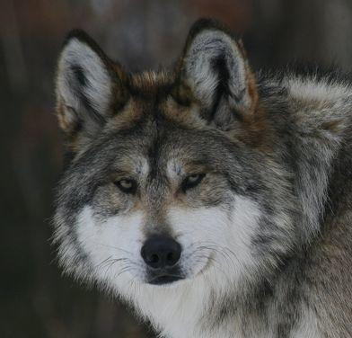 南极狼是南美洲福克兰群岛唯一一种陆栖的哺乳动物