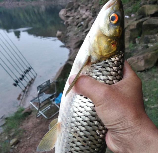 在野河中钓获这种鱼,像草鱼却是红眼睛,这是军鱼么?